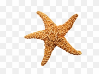 Starfish Transparent Background Free - Transparent Background Starfish Png,Starfish Clipart Transparent Background