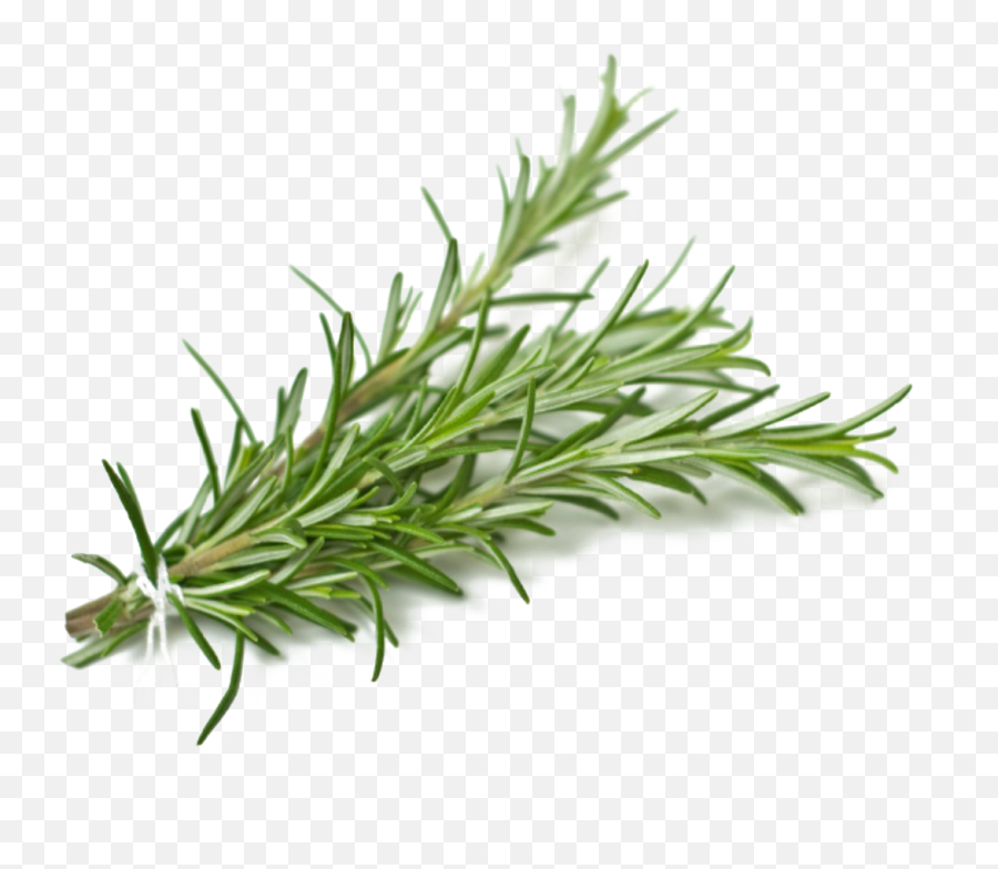 Rosemary Png Background Image - Rosemary,Rosemary Png