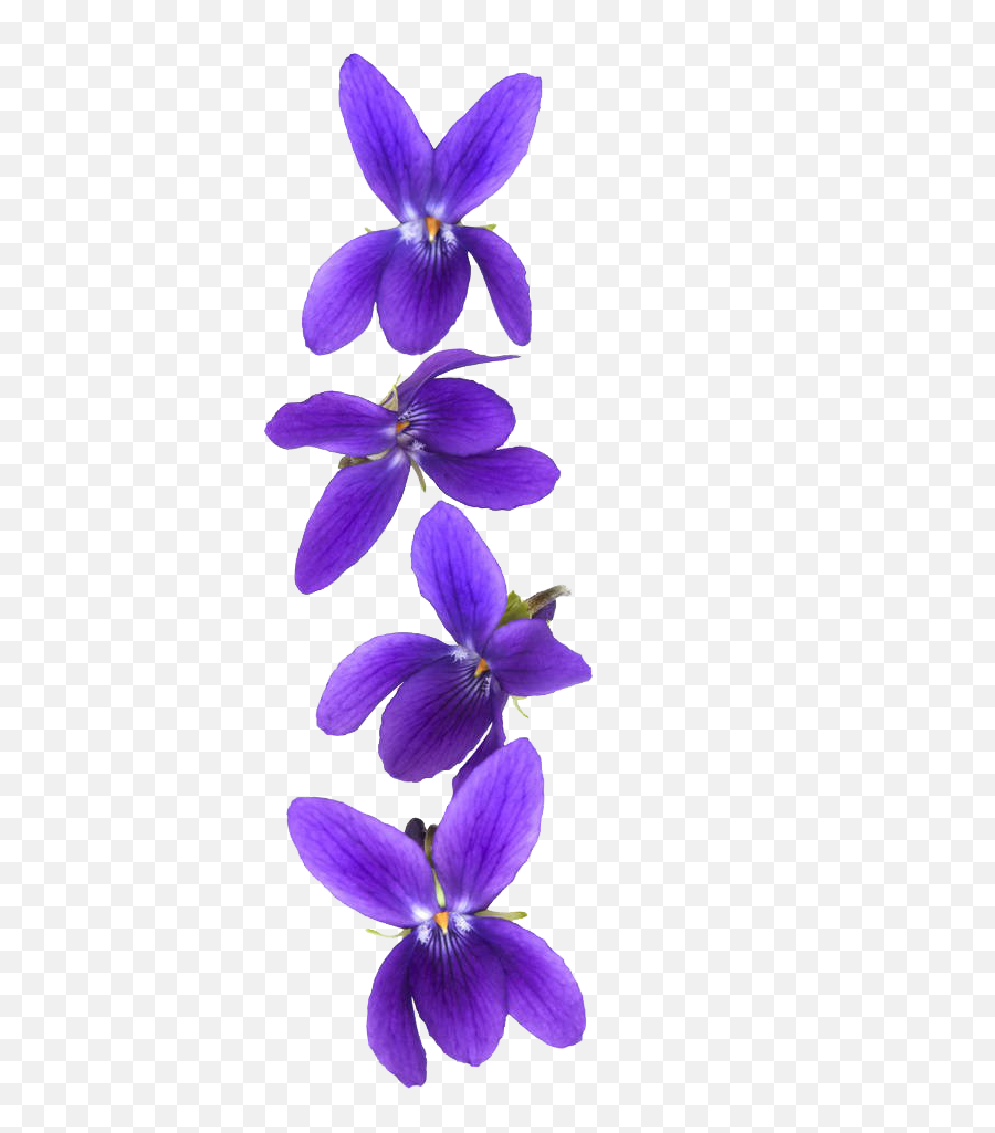 Violet Flower Png Download - Violets Isolated,Purple Flowers Png