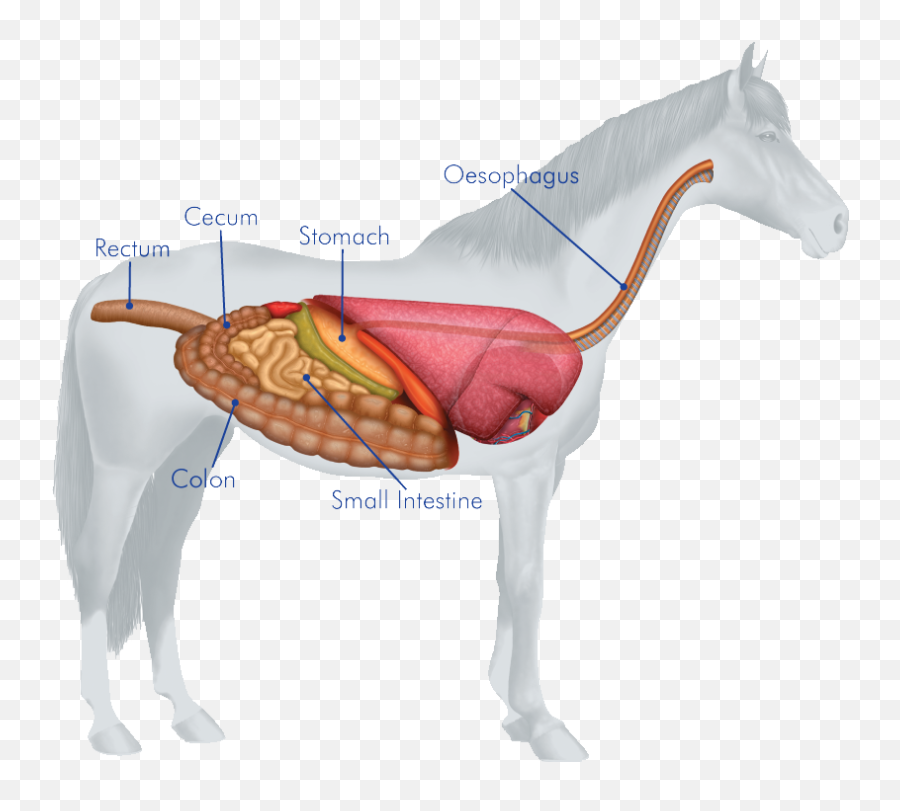 The Horses Digestive System - Many Stomachs Does A Horse Have Png,Digestive System Png