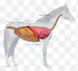 The Horses Digestive System - Many Stomachs Does A Horse Have Png,Digestive System Png