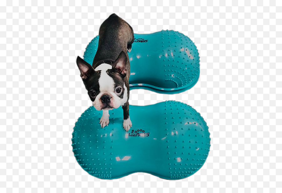 Flexipaws Cloud - Flexipaws Cloud Png,Dog Paws Png