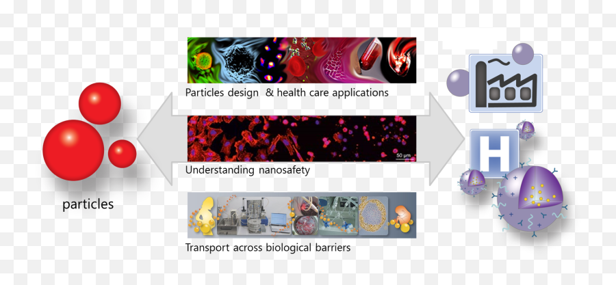 Empa - Particlesbiology Interactions Overview Horizontal Png,Particles Transparent