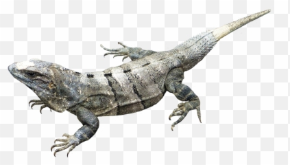 Gray Lizard - Transparent Lizard White Background png