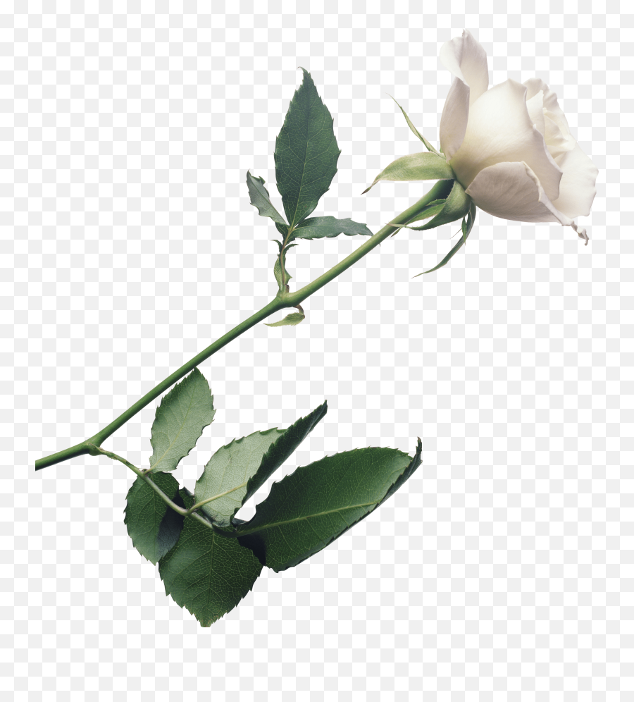 Download White Roses Png Image For Free - Single White Rose Png,Real Rose Png