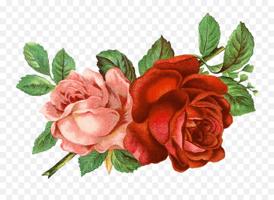 Flower Clipartfloral Clipartroses Clipartfree Pictures - Vintage Roses Png,Rose Clipart Transparent Background