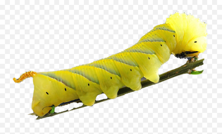 Caterpillar Png Images Transparent Background Play - Caterpillar Png,Caterpillar Transparent Background