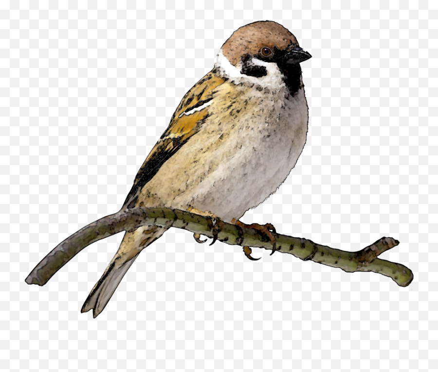 Download Free Sparrow Png Image Icon Favicon Freepngimg - Finch Clipart,Maya Icon Png