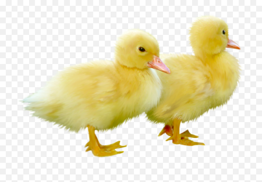 Baby Duck Png Image - Cute Ducks Transparent Background,Duck Png