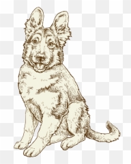 Healthy Dog Food For All Breeds Now Fresh - Northern Group png