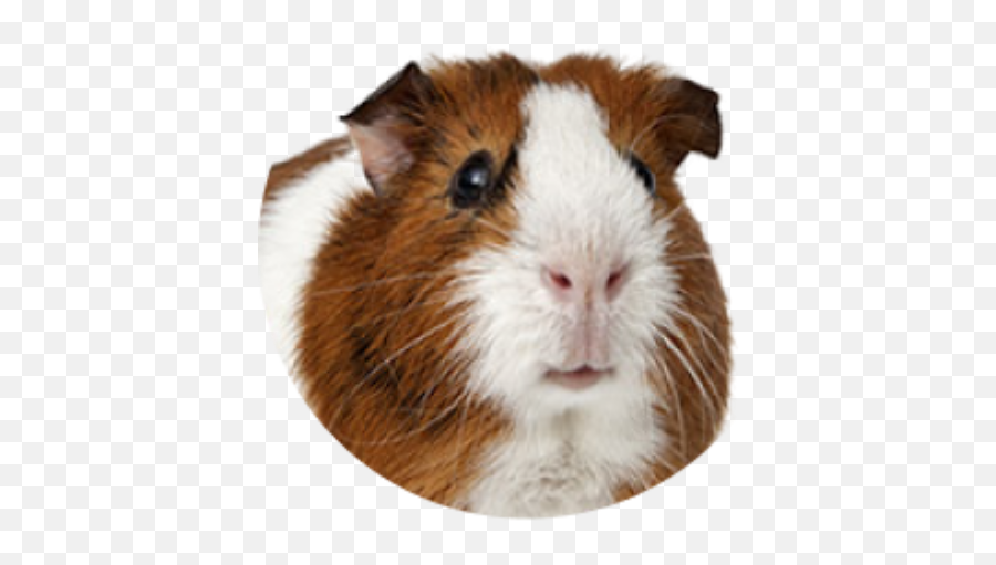 Pets In The Classroom Pet Supermarket - Guinea Pig In Italian Png,Guinea Pig Icon