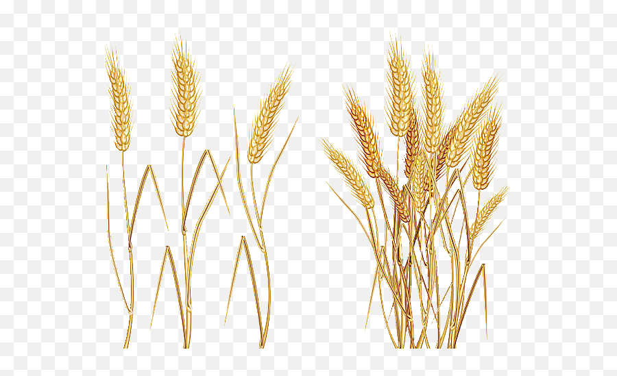 Download Free Avena Einkorn Common Cereal Wheat Ear Icon - Transparent Background Wheat Clipart Png,Cereal Icon