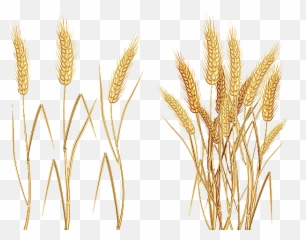 Download Free Avena Einkorn Common Cereal Wheat Ear Icon - Transparent Background Clipart png