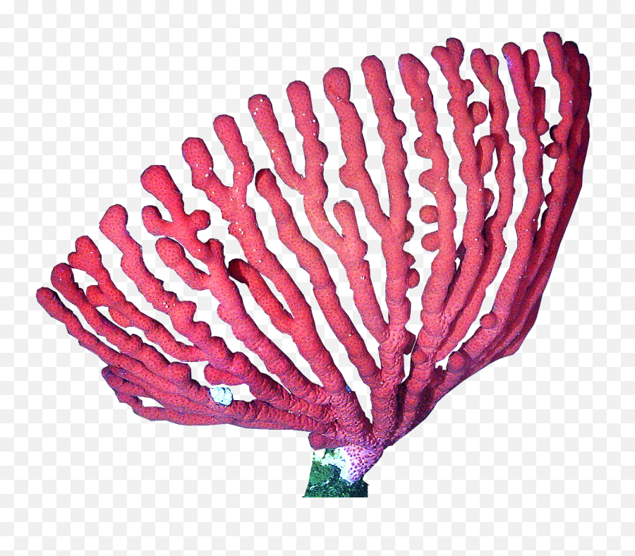 Coral Png For Free Download - Coral Png,Coral Png