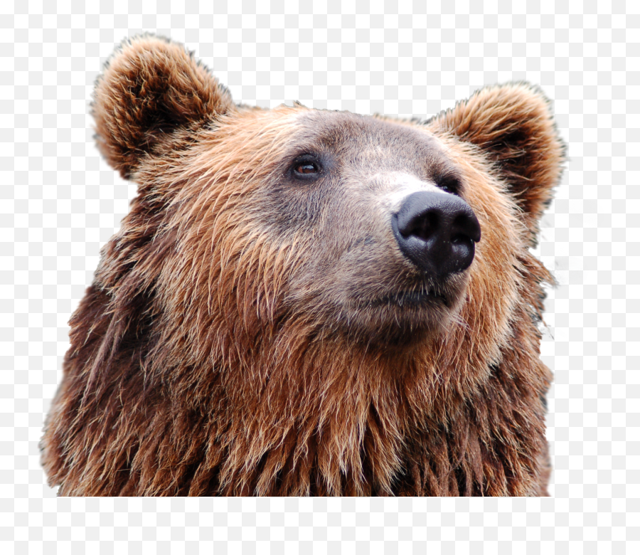 Download Bear Head Png Image For Free - Bear Head Png,Animal Head Png