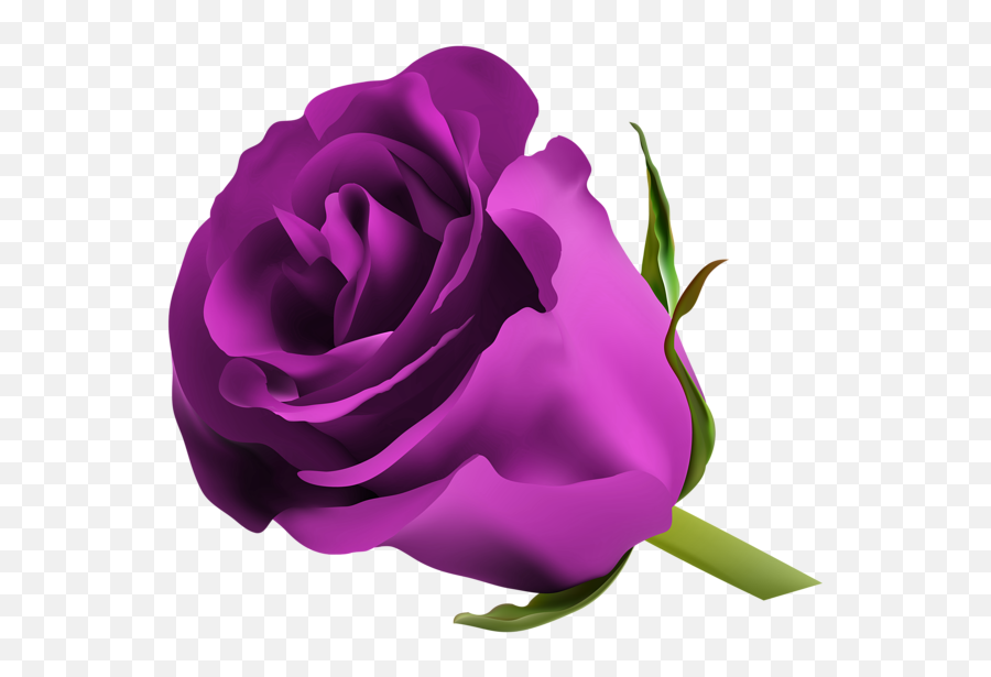 Purple Rose Png Clip Art Image Pink Red - Purple Roses Png,Pink Rose Png