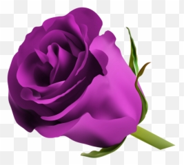 Purple Rose Png Clip Art Image Pink Red - Roses Png