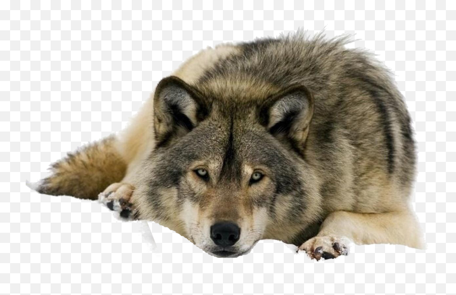 Wolf Png Clipart