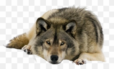 Wolf Png Clipart