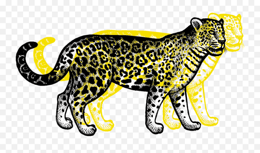 Book Today U2014 Marin Spanish School - Cartoon Transparent Leopard Png,Jaguar Png