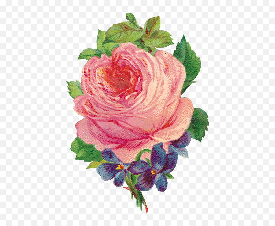 Flores Png - Schöne Rosa Vintage Rosehübscher Violetter Flor Png Vintage,Flores Png