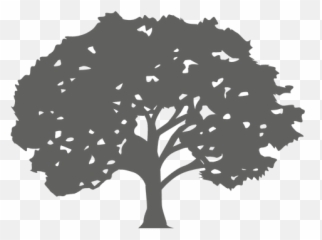 Maple Tree Silhouette 1 - Transparent PNG u0026 SVG vector file Tree Silhouette Png