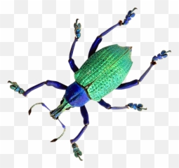 Download Beetle Png Image For Free - Beetles,Beetle Png