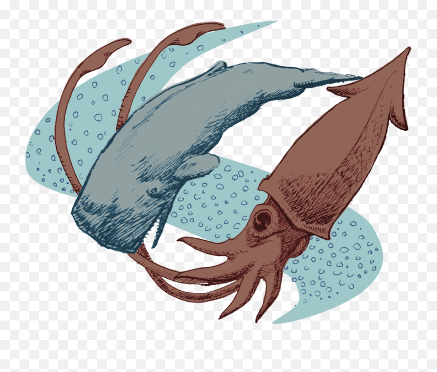Sperm Whale Squid Png - Squid And Sperm Whale Design,Sperm Png