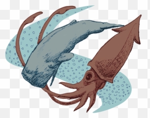 Sperm Whale Squid Png - And Design