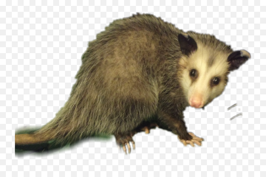 Possum Opossum Animal Wildlife Sticker - Opossum Transparent Png,Opossum Png