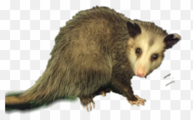 Possum Opossum Animal Wildlife Sticker - Opossum Transparent Png,Opossum Png