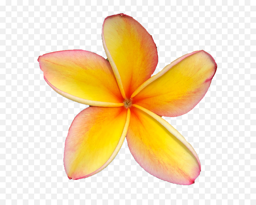 Plumeria Flower Png - Frangipani,Plumeria Flower Png