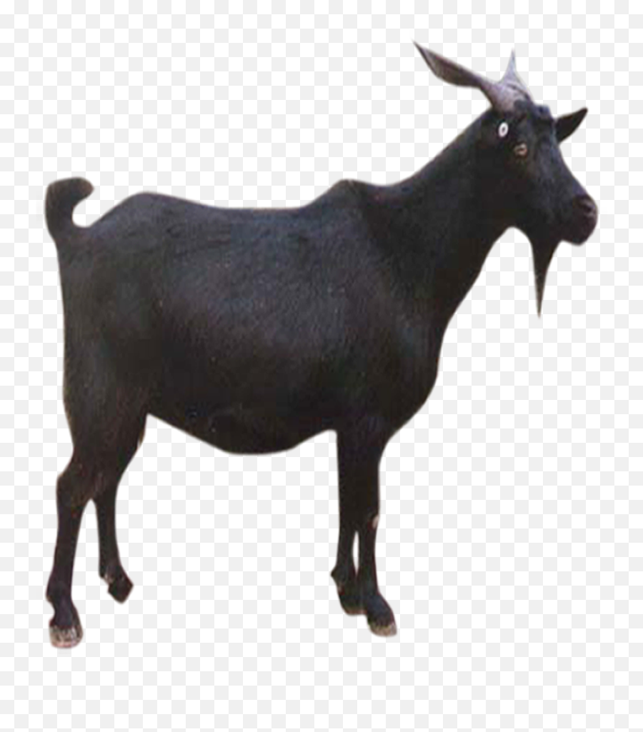 Goat Sheep Download - Black Goat Png Download 14621602 Black Goat Hd Png,Goat Transparent