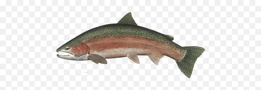 Steelhead Alberni Charters - Coastal Cutthroat Trout Png,Speckles Png