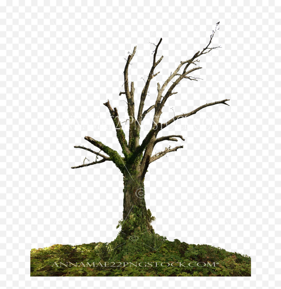 Dead Tree Png Stock Photo 0098 With - Dead Tree Png,Ground Cover Png