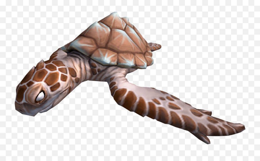 Sea Turtle - Hawksbill Sea Turtle Png,Sea Turtle Png