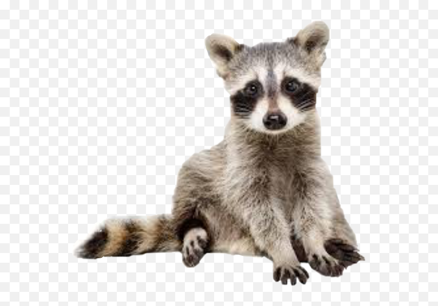 Popular And Trending Raccoon Stickers - Raccoon White Background Png,Raccoon Transparent Background