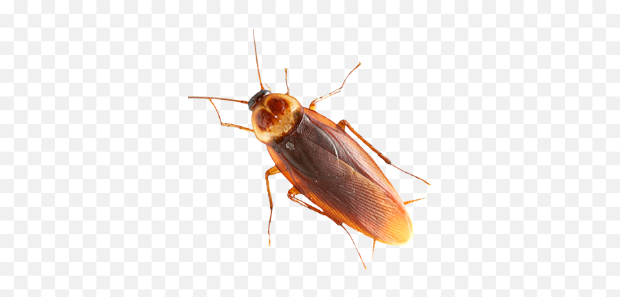 Roach Png Images Free Download - Cockroach Png,Cockroach Png