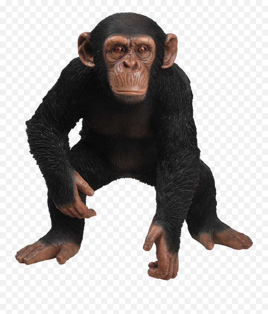 Rl Standing Chimpanzee B Png