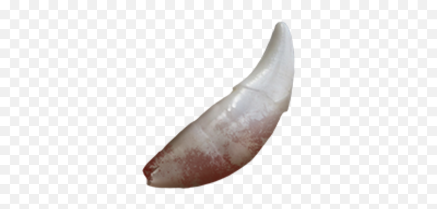 Wolf Fang - Solid Png,Fang Png