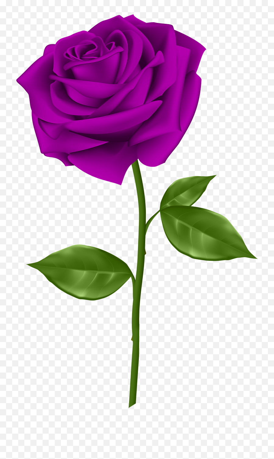 Pin - Purple Rose Transparent Background Png,Purple Flowers Png