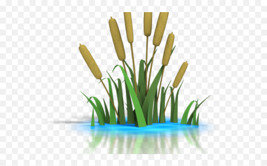 Download Reed Clipart Lily Pad Pond - Pond Clip Art Png,Reed Png