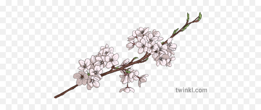 Cherry Blossom Branch Object Plant Flower Hanami Sakura - Cherry Blossom Branch Drawinf Png,Sakura Tree Png