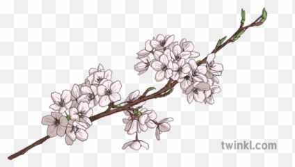 Cherry Blossom Branch Object Plant Flower Hanami Sakura - Cherry Blossom Branch Drawinf Png,Sakura Tree Png