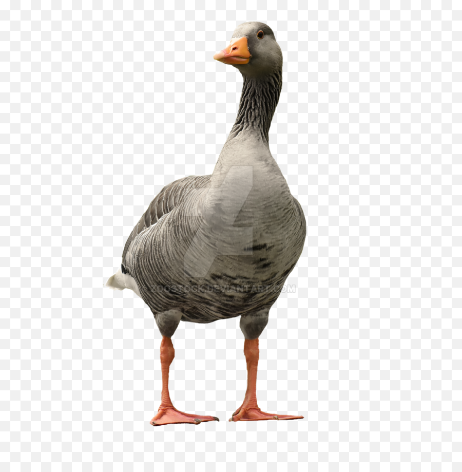 Goose Duck Transparent U0026 Png Clipart Free Download - Ywd Goose Transparent Background,Duck Transparent Background