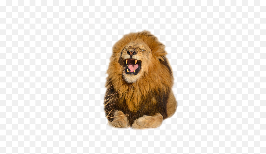 Download Free High Quality Lion Png Transparent Images