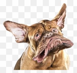 funny dog png