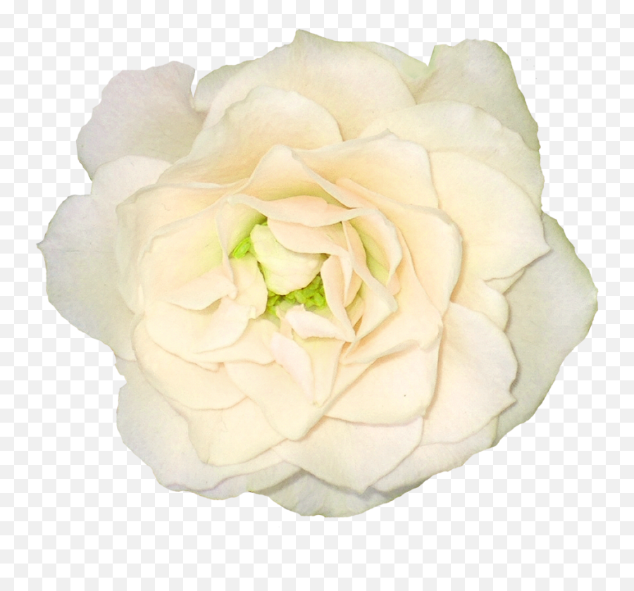 White Rose Png Image Flower - White Color Flower Png,Real Rose Png