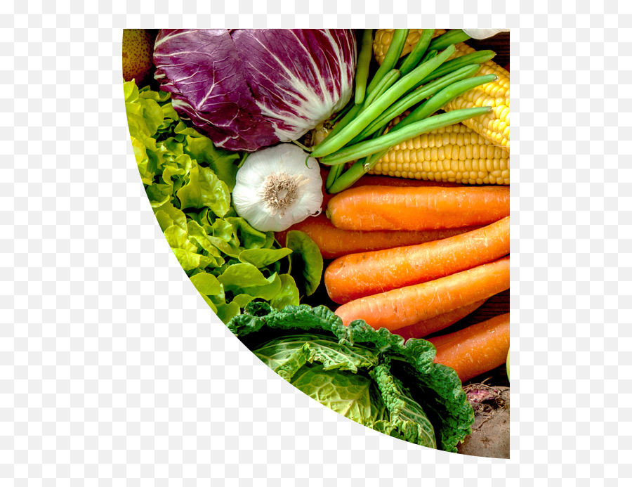 A Detailed Guide To Using Myplate Plus - Packaging For Fresh Horticultural Produce Png,My Plate Replaced The Food Pyramid As The New Icon