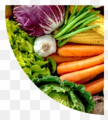 A Detailed Guide To Using Myplate Plus - Packaging For Fresh Horticultural Produce Png,My Plate Replaced The Food Pyramid As The New Icon